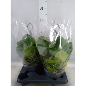 Pilea peperomoides