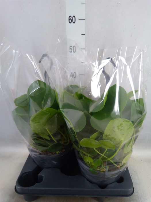 <h4>Pilea peperomoides</h4>