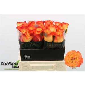 Rosa large diya's fire