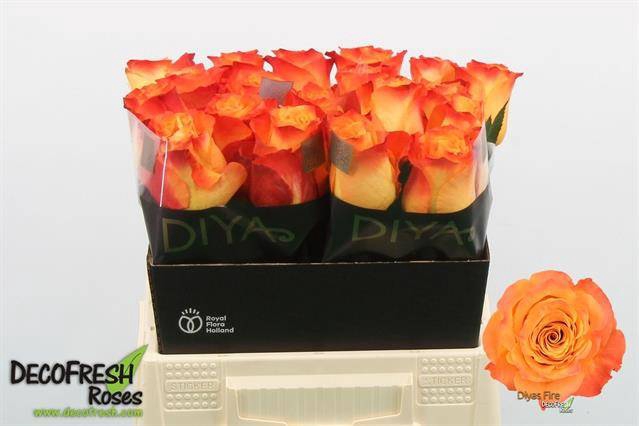 <h4>Rosa large diya's fire</h4>