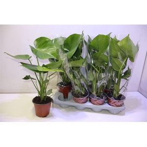 arr8 Monstera Deliciosa