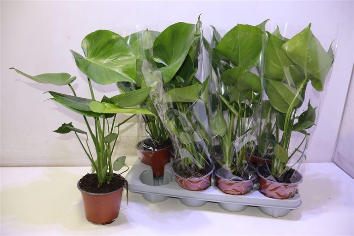 <h4>arr8 Monstera Deliciosa</h4>