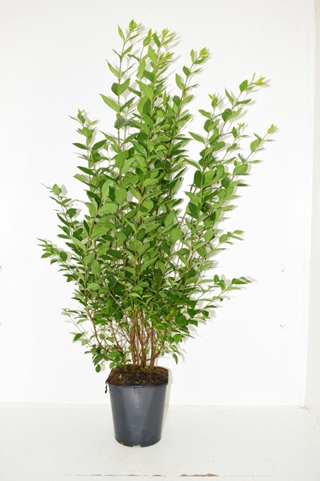 <h4>Ligustrum ovalifolium 80-100 cm c5 haag</h4>
