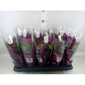 Celosia spic. 'Deep Purple'