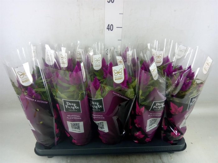 <h4>Celosia spic. 'Deep Purple'</h4>