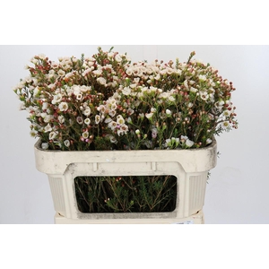 Chamelaucium Moonlight Delight