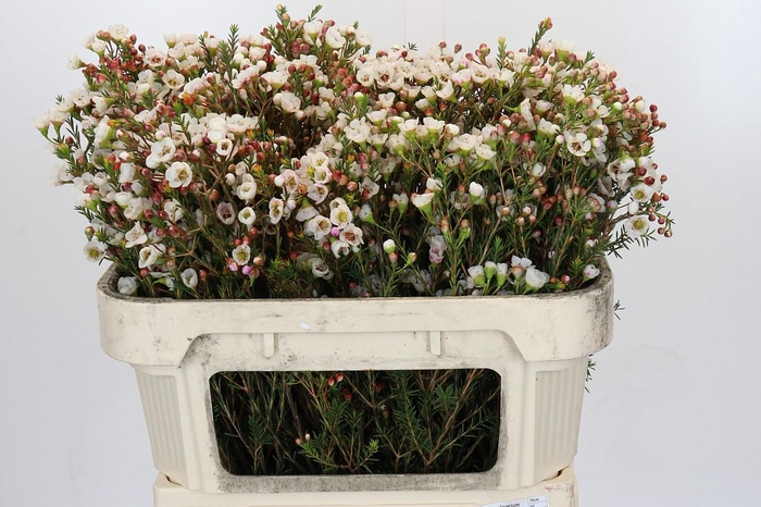 Chamelaucium Moonlight Delight