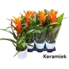 Guzm Variada In Keramiek Pot