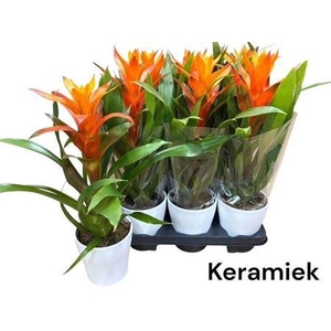 Guzm Variada In Keramiek Pot