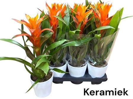 <h4>Guzm Variada In Keramiek Pot</h4>