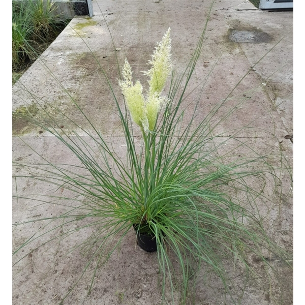 <h4>Cortaderia selloana 'Tiny White' 15 cm</h4>