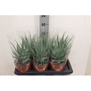 Aloe arborescens