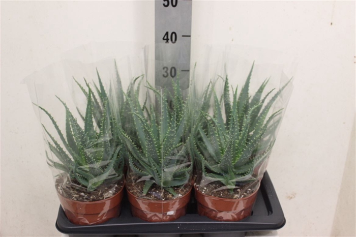 <h4>Aloe arborescens</h4>