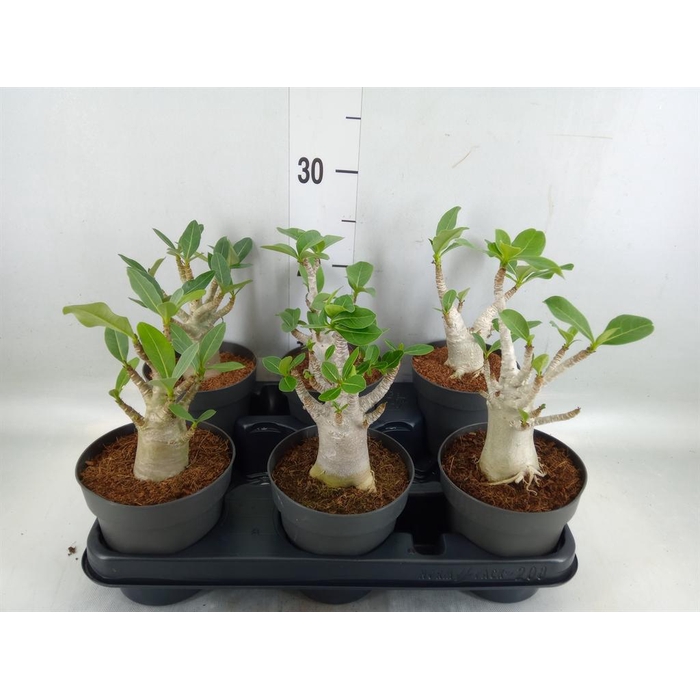 <h4>Adenium NB 'Ansu Baobab'</h4>
