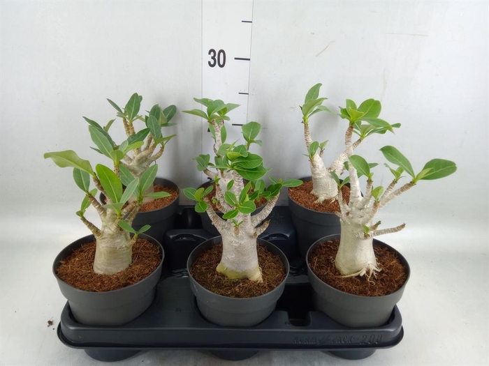 Adenium NB 'Ansu Baobab'