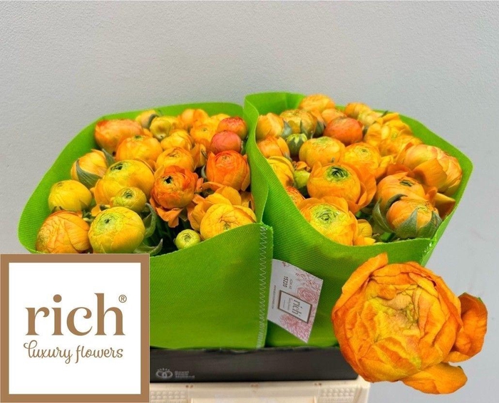 <h4>RAN AAZUR ORANGE</h4>