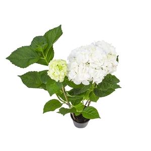 HORTENSIA P15 BRANCO