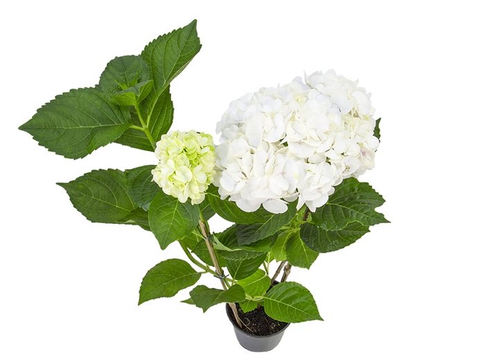 <h4>HORTENSIA P15 BRANCO</h4>