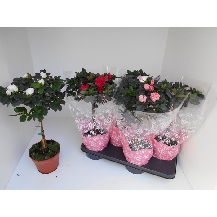 <h4>RHODO SI OV</h4>
