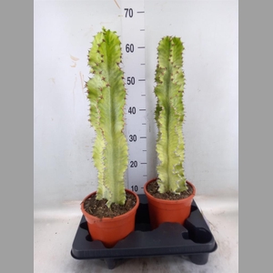 Euphorbia ingens 'Variegata'