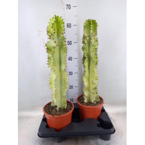 Euphorbia ingens 'Variegata'