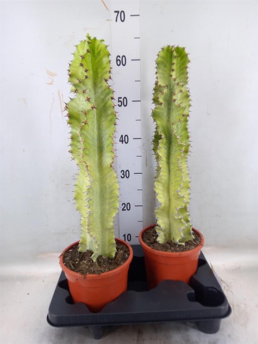 <h4>Euphorbia ingens 'Variegata'</h4>