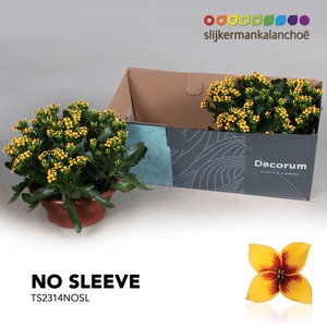 Kalanchoe No Sleeve - Tiger Yellow