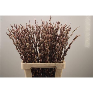 Salix Magical Silver