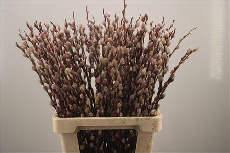 <h4>Salix Magical Silver</h4>
