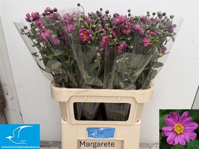 <h4>Anemone Pink</h4>