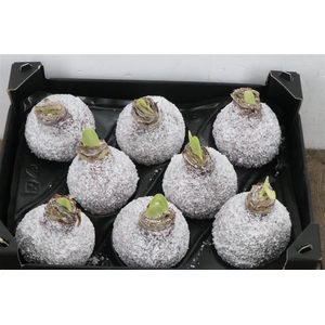 Wax Hipp Snow Rood Wijn