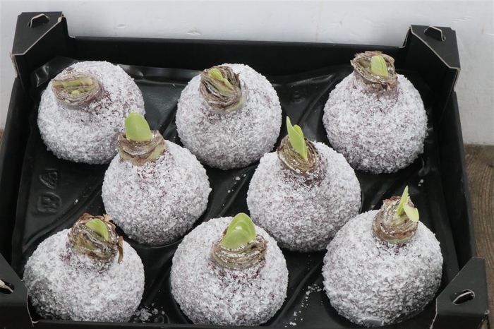 <h4>Wax Hipp Snow Rood Wijn</h4>