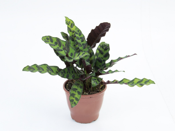 CALATHEA INSIGNIS P12