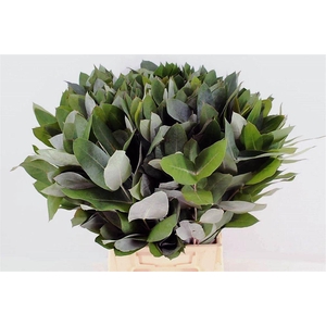 Euca Robusta 55 Cm Per Tak