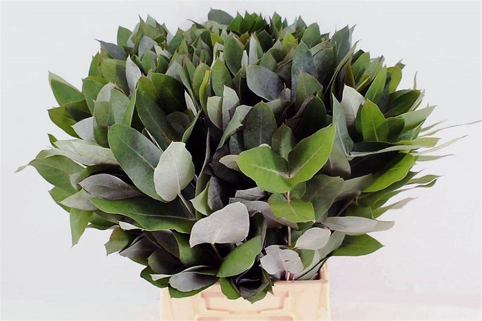 <h4>Euca Robusta 55 Cm Per Tak</h4>