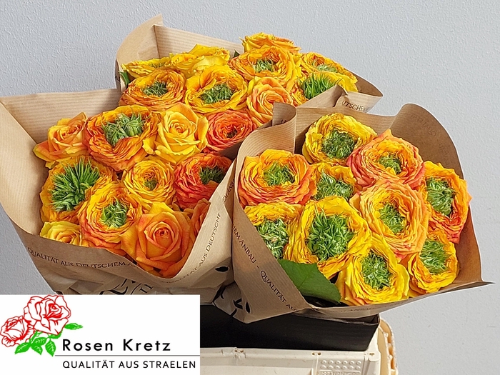 <h4>R GR GR ISLAND SAMOA</h4>