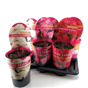 Paeonia 21CM C4 Mix Longlife Exclusive