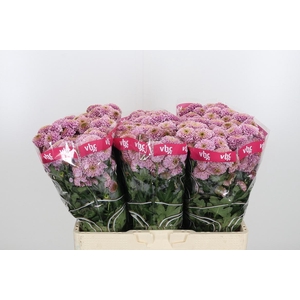 Chr San Aaa Doria Pi