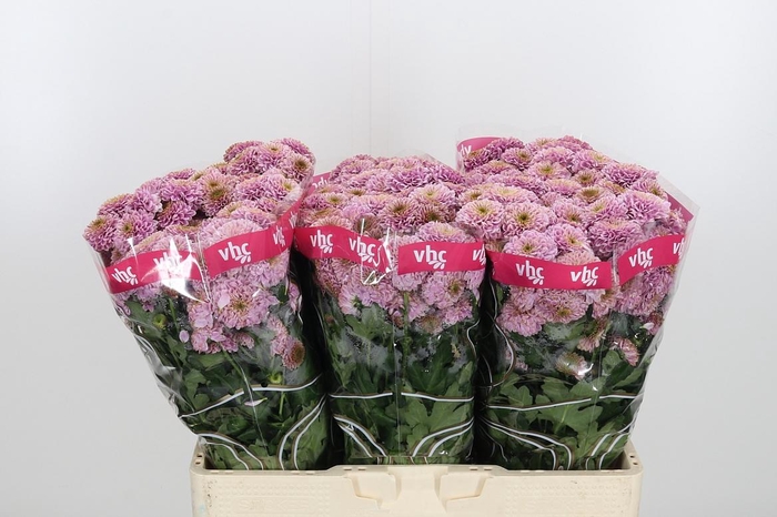 <h4>Chr San Aaa Doria Pi</h4>