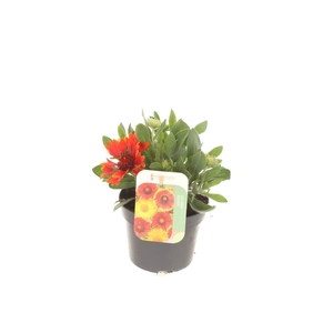Gaillardia Mesa mix