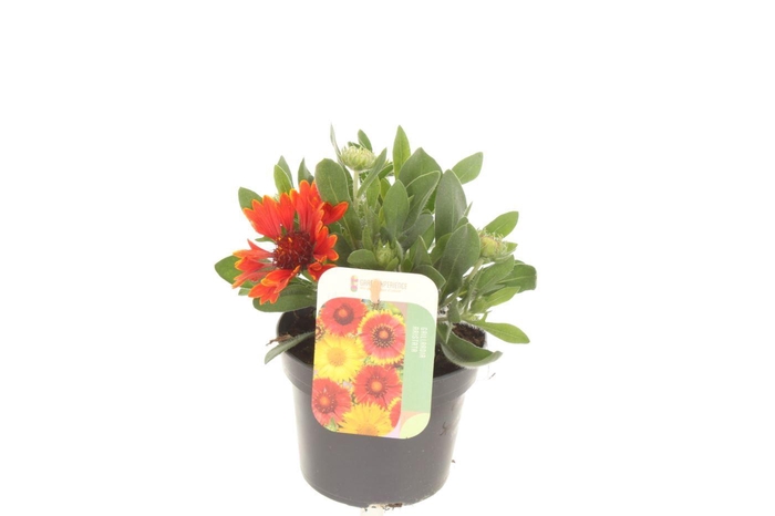 <h4>Gaillardia Mesa mix</h4>