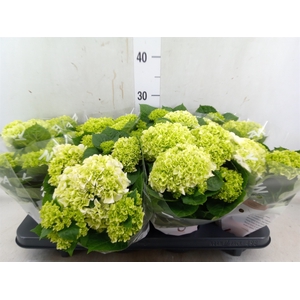 Hydrangea mac. 'Wudu'