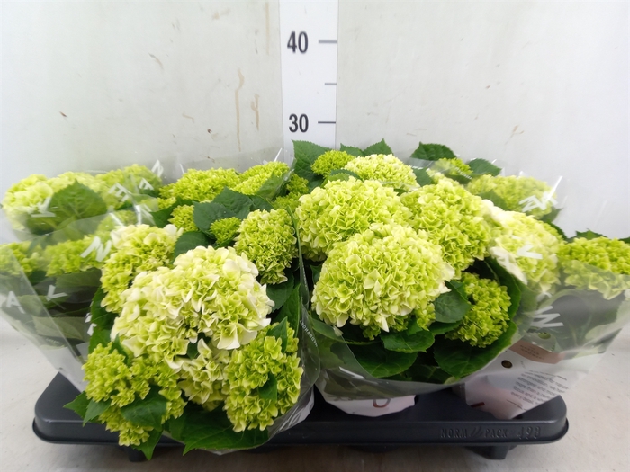 <h4>Hydrangea mac. 'Wudu'</h4>