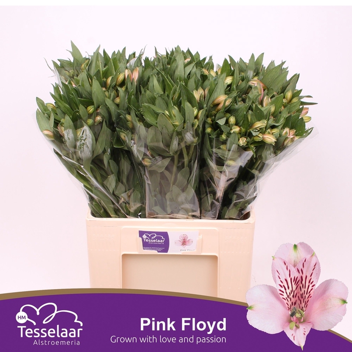 <h4>Alstroemeria pink floyd</h4>