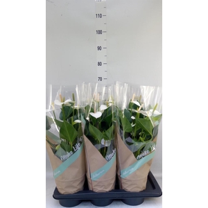 Anthurium andr. 'Snow Love'