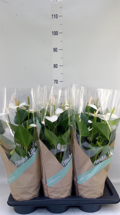<h4>Anthurium andr. 'Snow Love'</h4>