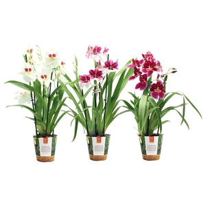 Inca Miltoniopsis mix 4 spike in Jungle cover