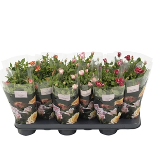 Nolina Roses Ø 10.5 cm Mix