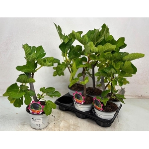 FICUS CARICA