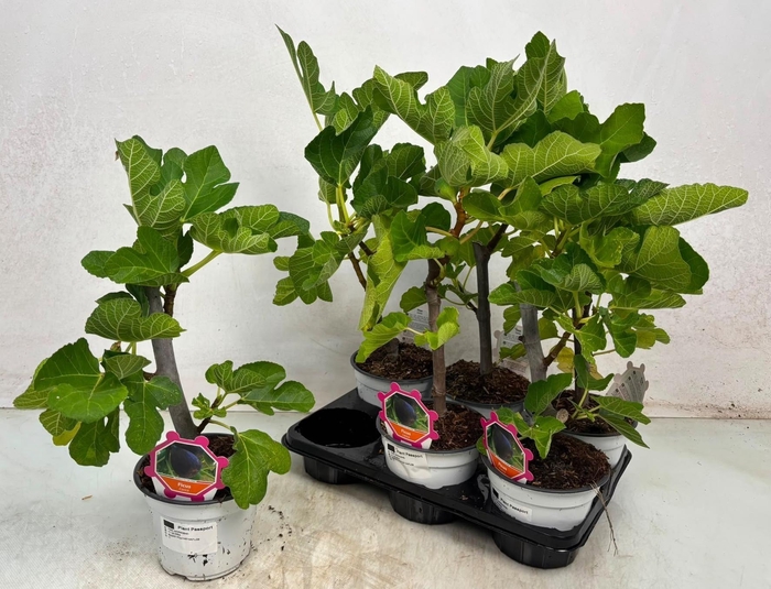 <h4>FICUS CARICA</h4>